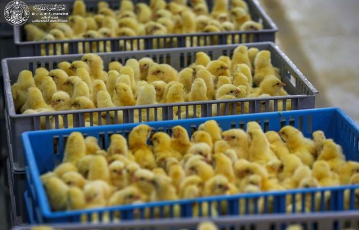 شركة فيض القسيم تعلن إنتاج 15 ألف طير كوجبة أولى من أفراخ الدجاج في مفقس "فيض القسيم"